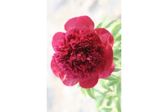 RED CHARM